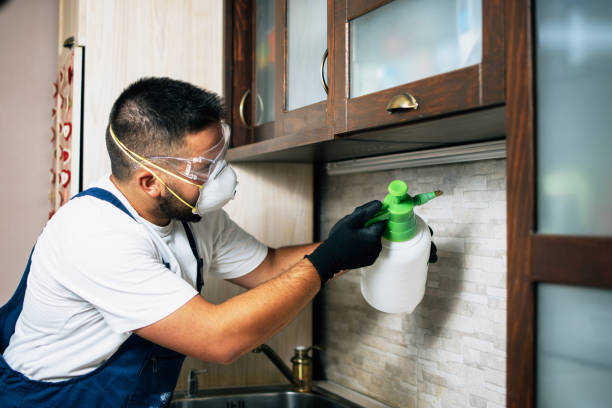 Best Local Pest Control Services  in Cornersville, TN