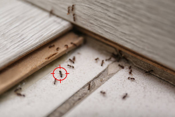 Best Pest Prevention Services  in Cornersville, TN