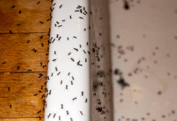 Professional Pest Control in Cornersville, TN