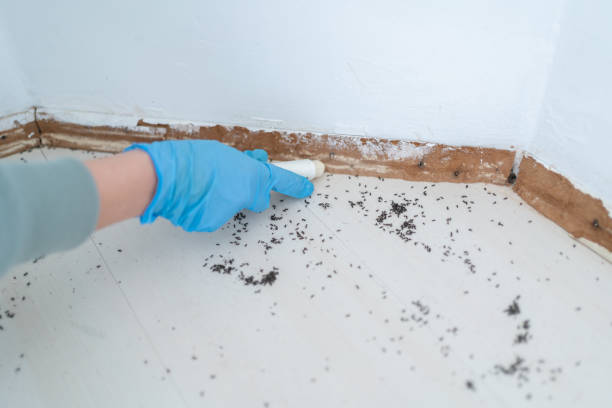 Wasp Removal Services in Cornersville, TN